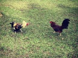 Banyak orang lebih memilih sabung ayam online sebagai salah satu alternatif terbaru dalam. 87 Gambar Ayam Filipina Peru Gambar Pixabay