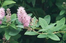Image result for Spiraea douglasii
