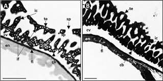 Image result for Anisopappus kirkii