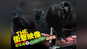 グロ 映像
