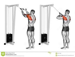 Exercising Cable Rope Rear Delt Rows Download From Over 57 Million High Quality Stock Photos Images Vectors Sign Shoulder Workout Cable Workout Rear Delt