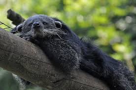 Binturong Binturong Wild Animals Photography Cute Animals