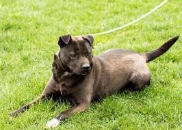 Check spelling or type a new query. Dog For Adoption Taylor A Labrador Retriever Pit Bull Terrier Mix In Silver Spring Md Petfinder
