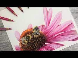 How To Draw Bees Flower In Colored Pencil Youtube Drawings Peony Drawing Sunflower Colors