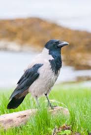 Hooded Crow, Mull by Mike Boyes Nature Photography