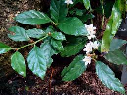 Image result for Mitriostigma axillare