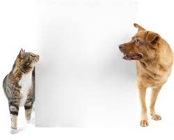 Cat Dog Side Looking Banner Dog Cat Cats Dogs