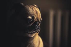 Pug pic 10 80 px 10 80 px / codeswing visual studio. 100 Best Pug Photos 100 Free Download Pexels Stock Photos