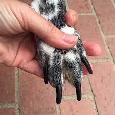 ongoing battle with my dog s too long nails