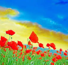 Start by marking wenn der mohn blüht: Belgien Noch Immer Bluht Der Mohn Reisetipps Unserer Redaktion Westfalische Nachrichten