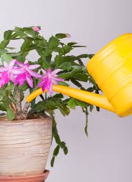 The christmas cactus (schlumbergera bridgessii, or schlumbergera × buckleyi) originated in the coastal mountains of southeastern brazil, where its parent plant clings to shaded trees and rocks in the jungle. Christmas Cactus Problems Overwatering Symptoms On Christmas Cactus