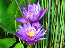 Segmen 2 lakon wahyu purbaningrat semar meminta bunga tunjung seto warna merah putih yang ingin diikuti. Blue Water Lily The Sacred Flower Nimadesriandani