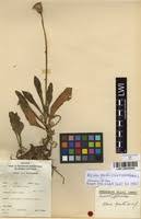 Image result for Kleinia grantii