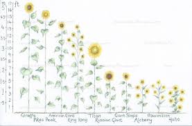 Sunflower growth stages sunflower plants pass through four main development stages from. 31 Most Wonderful Sunflowers With Height Guide Tried And Tested Sunflower Facts Growing Sunflowers Growing Sunflowers From Seed