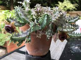 These cacti are light green, and grow from 4 to 12 inches tall, with diameters of 2 to 4 inches. The Plant That Will Start Anyone Blogging The Lifesaver Plant Rainyleaf