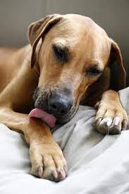 Why Does My Dog Lick His Paws Orlando Vets