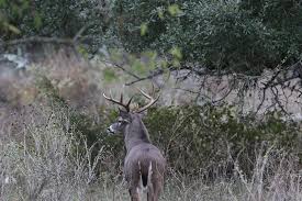 The odds of getting trail camera pictures or seeing a deer miles away from each other is a difficult feat. White Tailed Deer On The Move In Texas Texas Farm Bureau