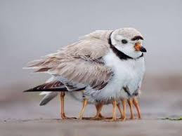 Your fuzzy hair stock images are ready. Baby Birds Feldy Fare