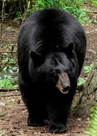 Black Bear Population By State State Bear The Black Bear He Is A Beauty Black Bear Animals Majestic Animals