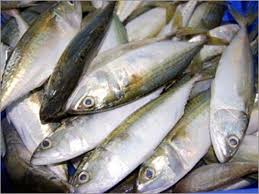 Resepi ikan kembung masak lemak cili padi. Harga Ikan Kembung Rm 20 Sekilo Umpan