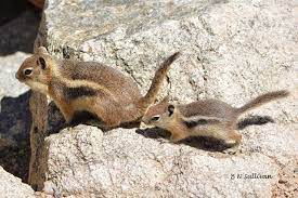 Olderberry Photo Baby Ground Squirrel Following Mom Ground Squirrel Squirrel Baby Animals