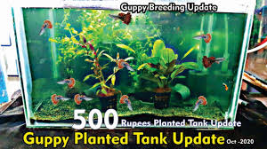 Aquariums 500 Rs Planted Aquarium Update Guppy Breeding Tank Update Planted Aquarium Aquarium Guppy