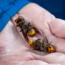 The jumbo stingers from asia could wreak havoc this spring as the weather warms and their queen bees emerge from. Scientists Destroyed A Nest Of Murder Hornets Here S What They Learned The New York Times