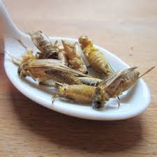 Gerostete Grillen Snack Curry Frittierte Gewuerzte Insekten Snack Curry Grillen