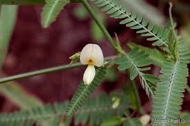 Image result for Aeschynomene indica