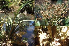 Image result for Coleochloa