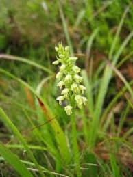 Fiori bisessuali, alternati ad altri unisessuali, co… july 11, 2021 sto parlando della bignonia che è un sempreverde rampicante i cu Orchidee Orchidaceae Orchidea Spaziopiante It