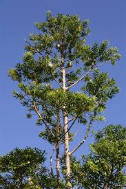 Image result for Agathisanthemum