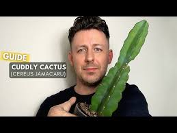 Image result for Cereus jamacaru