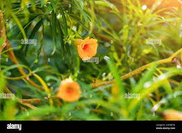 Image result for Cascabela