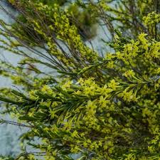 Image result for Gnidia