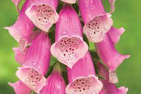 Digitalis of vingerhoedskruid als tweejarige, giftige plant die bijen en hommels aantrekt met de mooie bloemen. Vingerhoedskruid Ecopedia