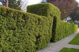Maybe you would like to learn more about one of these? Best Shrubs For Privacy Lovetoknow