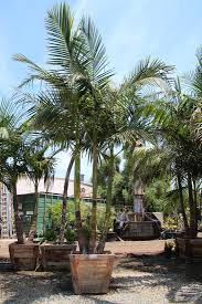 Image result for Archontophoenix cunninghamiana