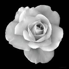 Cut rose flower in black and white background. White Rose Flower In Black And White Art Print By Jennie Marie Schell In 2021 White Rose Flower Black And White Roses Black And White Flowers