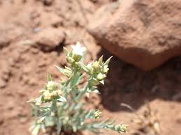 Image result for Thesium goetzeanum