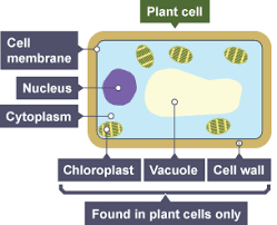 How to make a model plant cell bbc bitesize image information: Http Bishopschester Co Uk Wp Content Uploads 2020 05 Biology Transition From Gcse To A Level Pdf