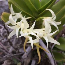 Image result for Cyrtorchis arcuata