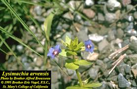 Image result for Lysimachia arvensis