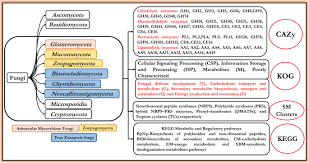 Check spelling or type a new query. Systematic Review Of Publicly Available Non Dikarya Fungal Proteomes For Understanding Their Plant Biomass Degrading And Bioremediation Potentials Bioresources And Bioprocessing Full Text