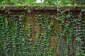 Image result for Dolichandra unguis-cati