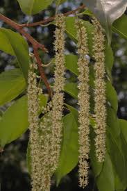 Image result for Homalium