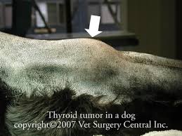 If ignored, or left untreated but with appropriate treatment, many dogs will experience remission (essentially a temporary cure) from the disease for an extended period of time ( on average, about 12 to 18 months , depending on the case and types of. Animal Surgical Center Of Michigan Veterinarian In Flint Mi