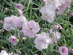 Image result for Dianthus chimanimaniensis