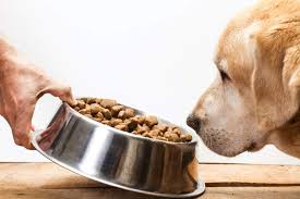 The rachael ray range is another best dog food brand. These Are The Ingredients You Should Always Avoid In Your Dog Food