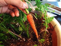 Maybe you would like to learn more about one of these? Small Vegetable Garden How To Make The Most Of Your Space Flux Magazine